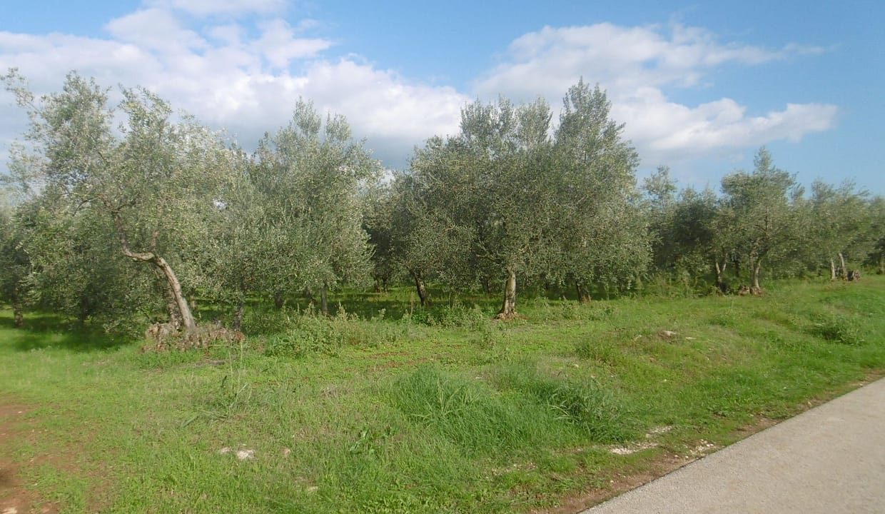 LG-22 Landwirtschaftlicher Grund mit ca. 420 Olivenbäumen nur ca. 2 km vom Meer entfernt