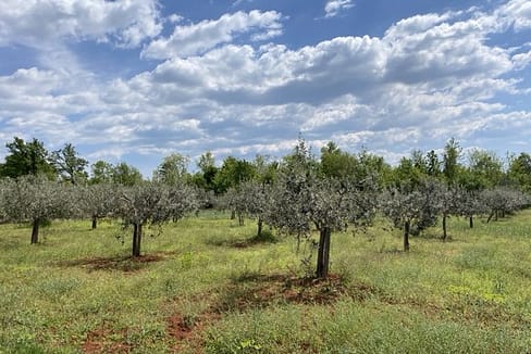 LG-30 Poreč landwirtschaftlicher Grund Verkauf
