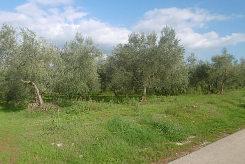 LG-22 Landwirtschaftlicher Grund mit ca. 420 Olivenbäumen nur ca. 2 km vom Meer entfernt