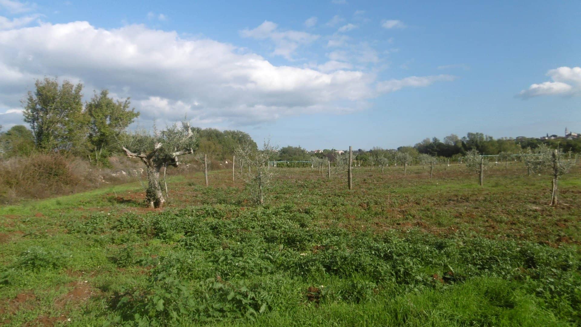 LG-23 Agricultural land with approx. 160 olive trees only about 2 km from the sea